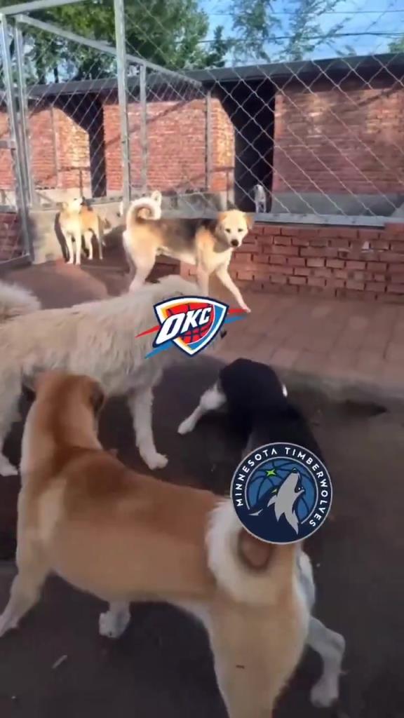 太有活了！美媒惡搞：狗王雷霆嚇退掘金灰熊，把森林狼按地上